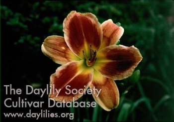 Daylily Passion's Promise